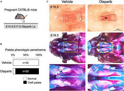 Alteration of DNA Damage Response Causes Cleft Palate